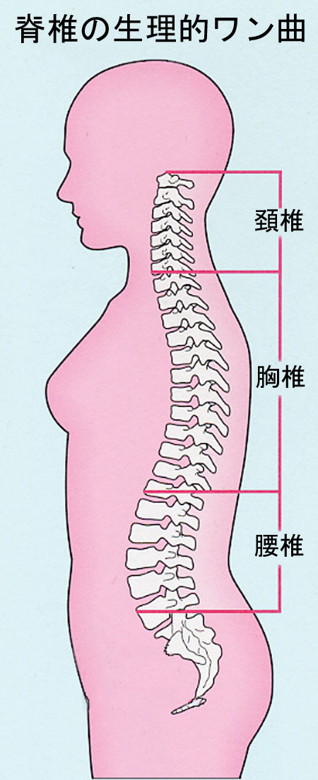 【図1】 脊椎の生理的ワン曲