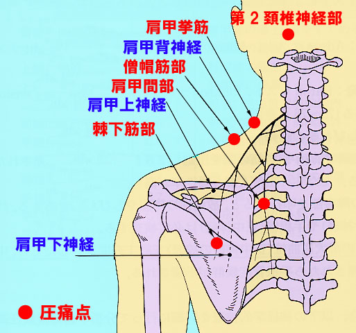 【図10】肩と背中に分布する神経