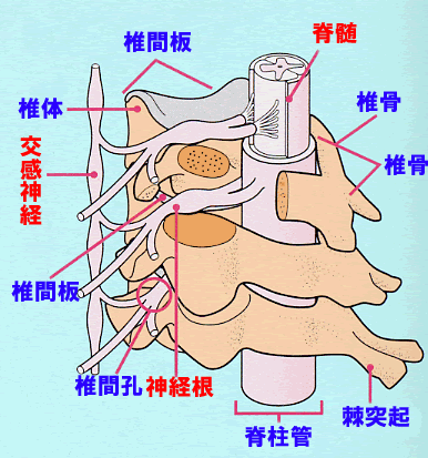 【図2】脊髄と神経