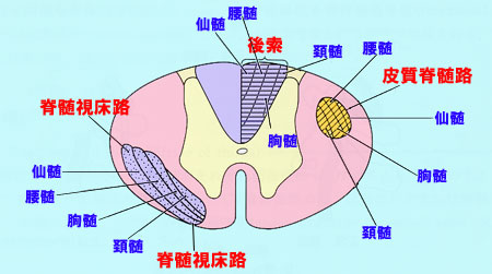 【図6】脊髄の断面