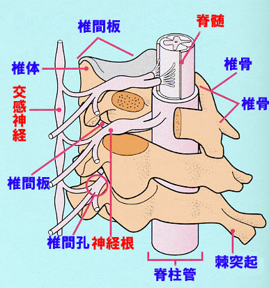 【図7】脊髄と神経