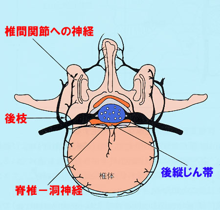 【図8】脊椎－洞神経（椎間板性疼痛）