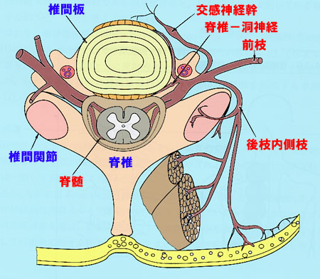 【図9】脊髄後枝内側枝（椎間関節性疼痛）
