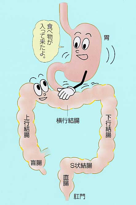排便のメカニズム：胃－結腸反射