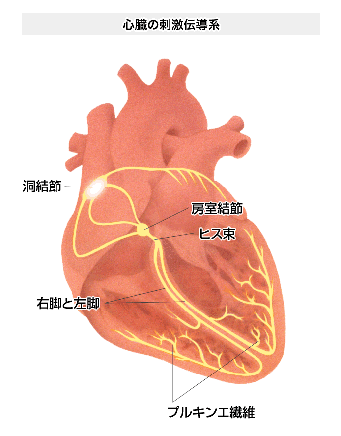 心臓の刺激電動系