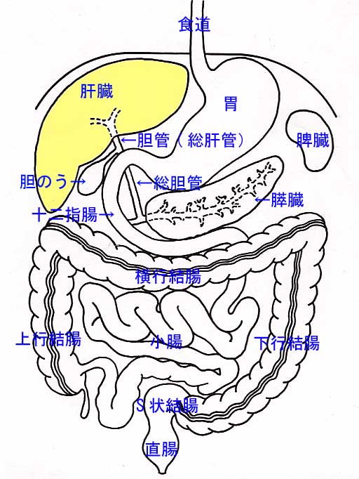 腹部の各臓器の位置関係