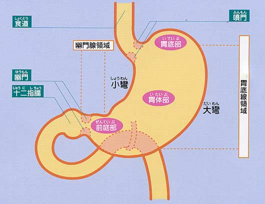 胃・十二指腸の構造
